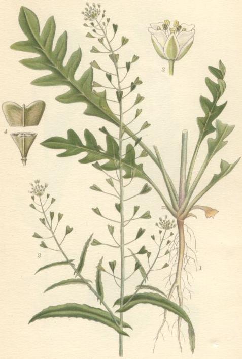 
          Capsella bursa-pastoris (Bourse à pasteur)