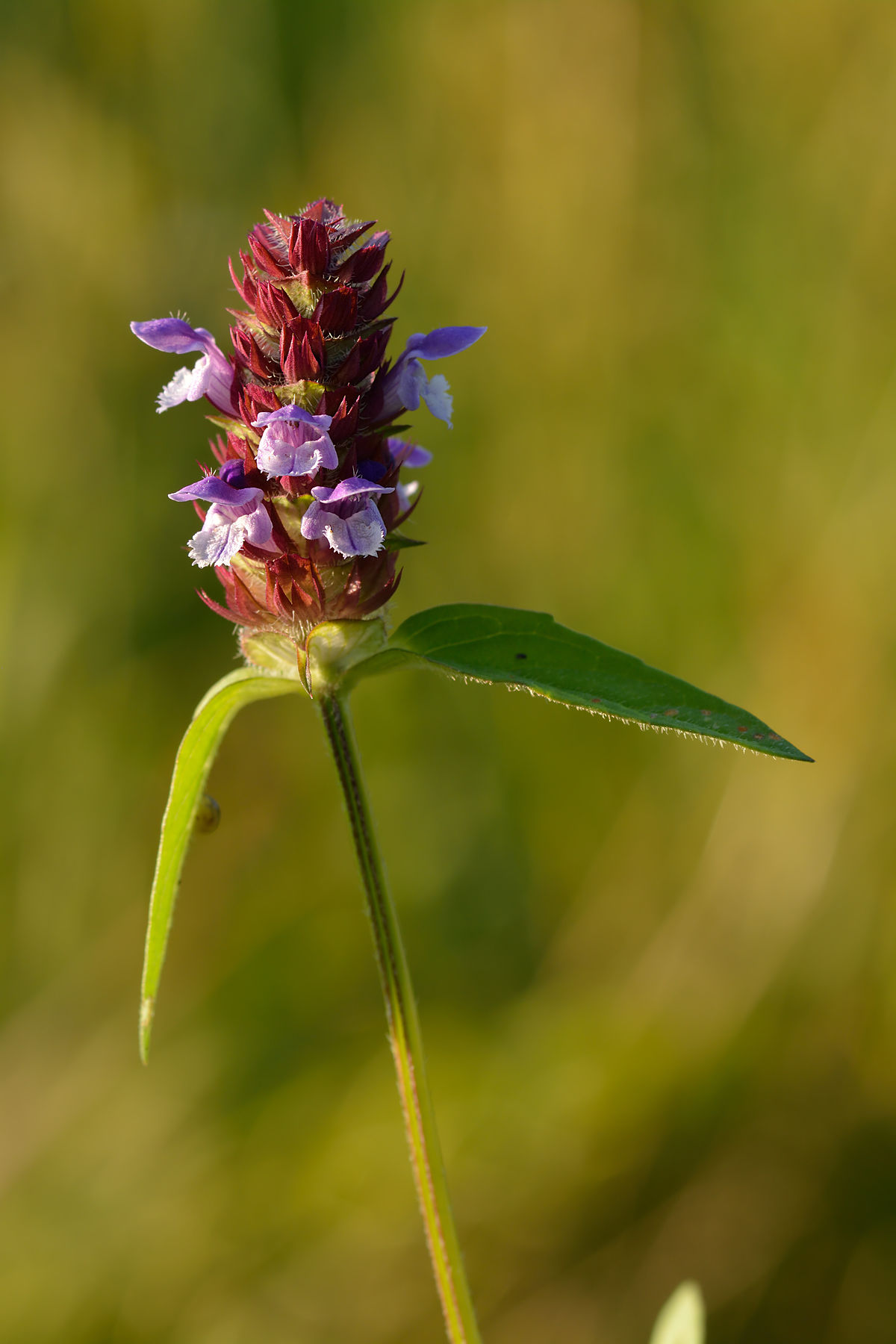 
          Brunelle commune (Prunella vulgaris)