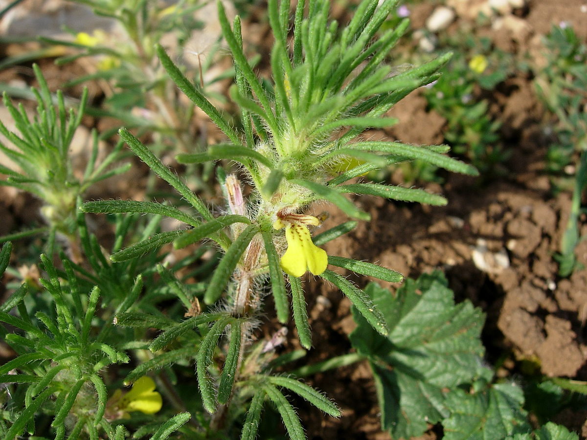 
           Bugle Petit Pin (Ajuga chamaepitys)