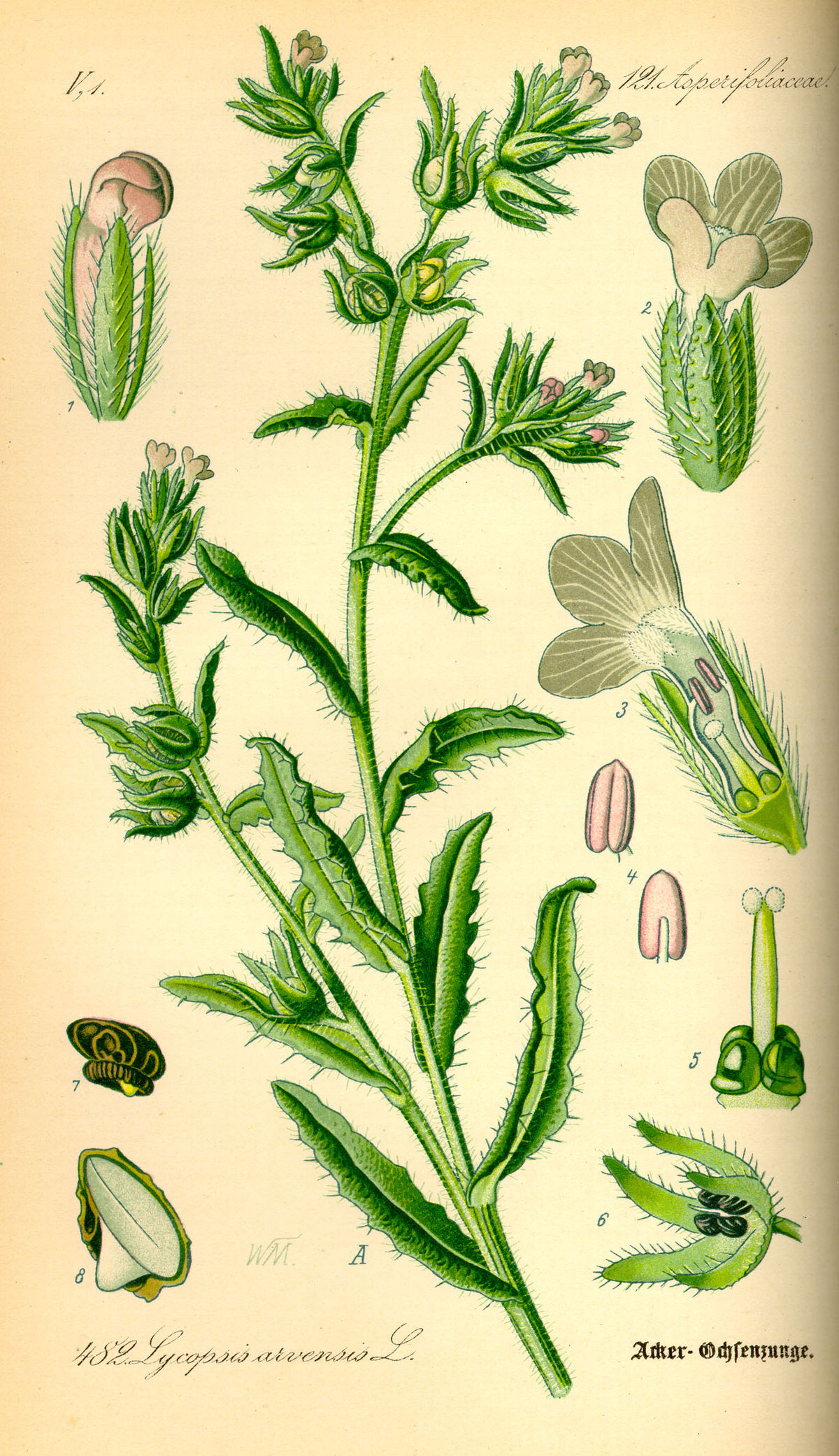 
          Buglosse des champs (Anchusa arvensis)