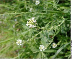 
          Calepina irregularis (calépine)