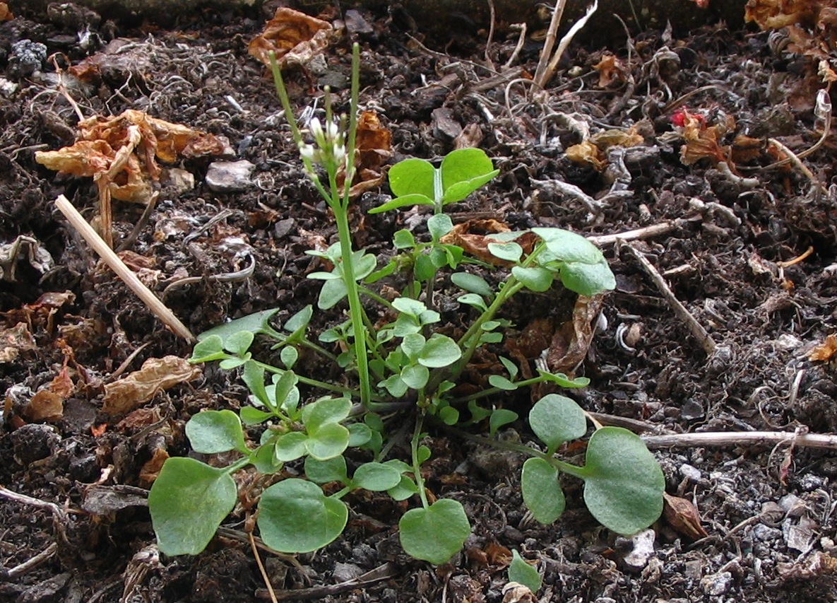 
          Cardamine hérissée (Cardamine hirsuta)