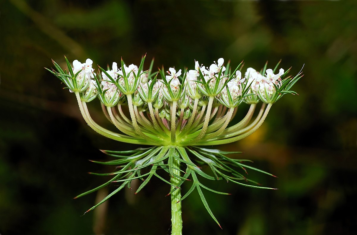 
          Daucus carota (Carotte sauvage)