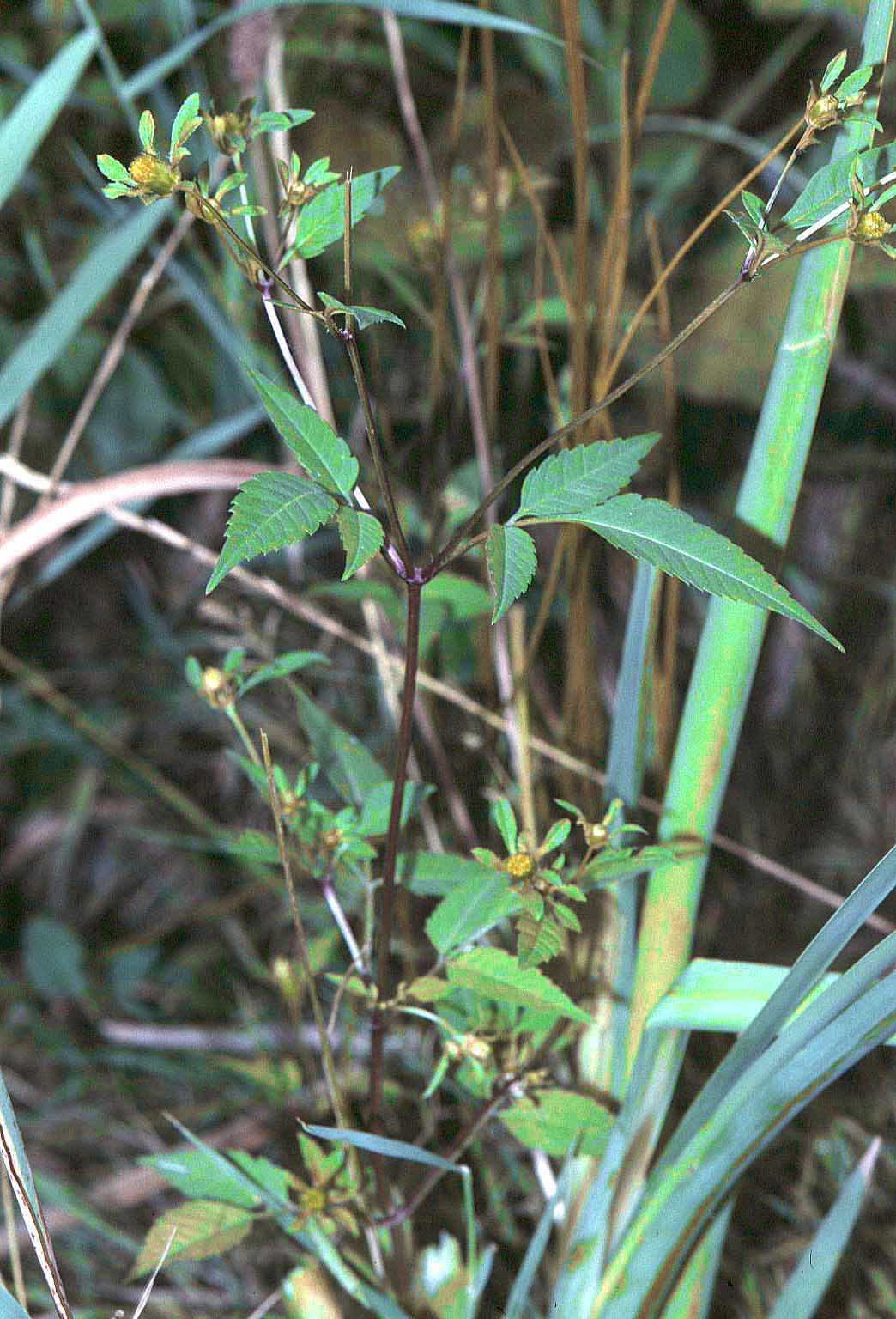 
          Chanvre d’eau (Bidens frondosa)
