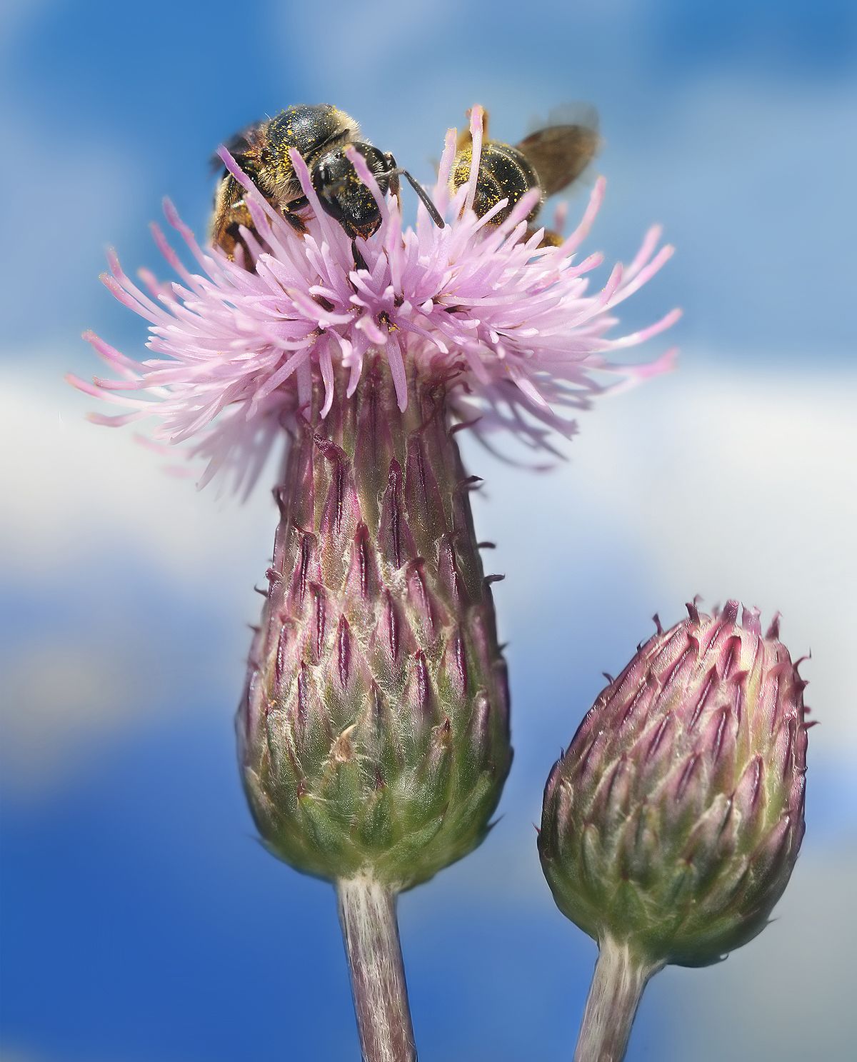 
          Cirse des champs (Cirsium arvense)