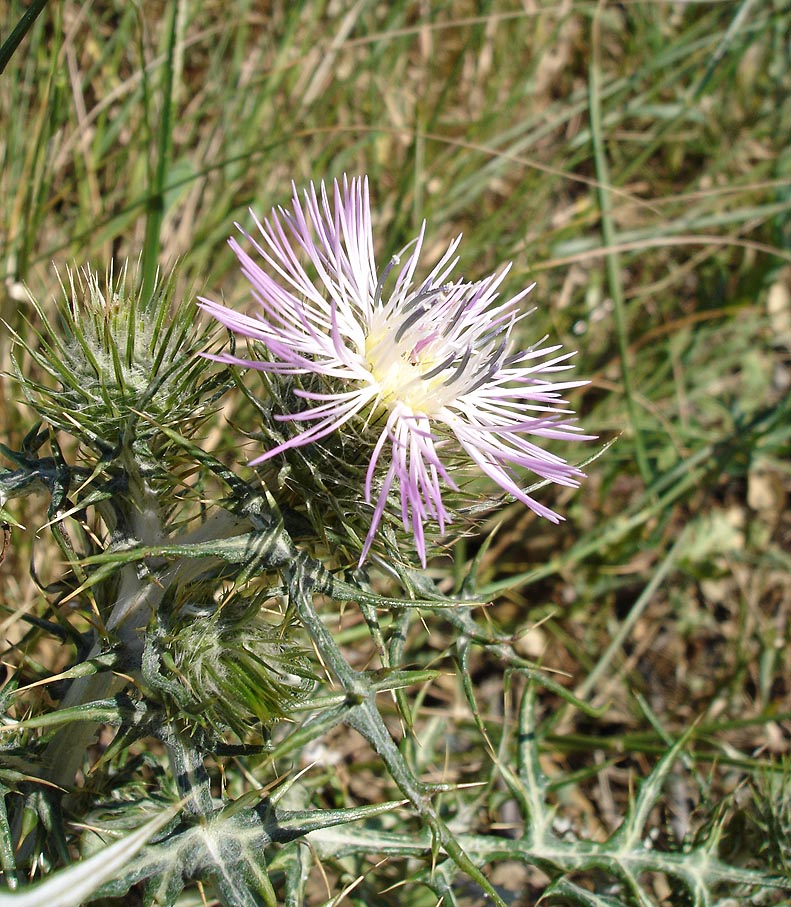 
          Galactites tomentosa (Chardon laiteux)