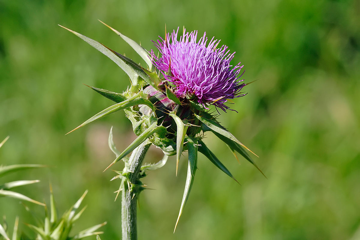 
          Chardon-Marie (Silybum marianum)