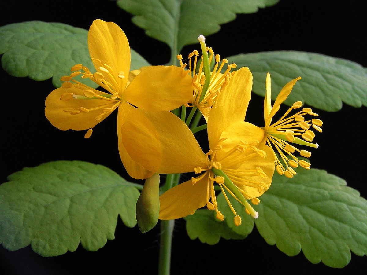 
          Grande Chélidoine (Chelidonium majus)