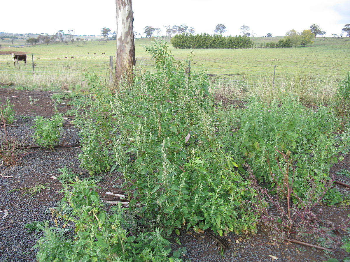 
          Chénopode blanc (Chenopodium album L.)