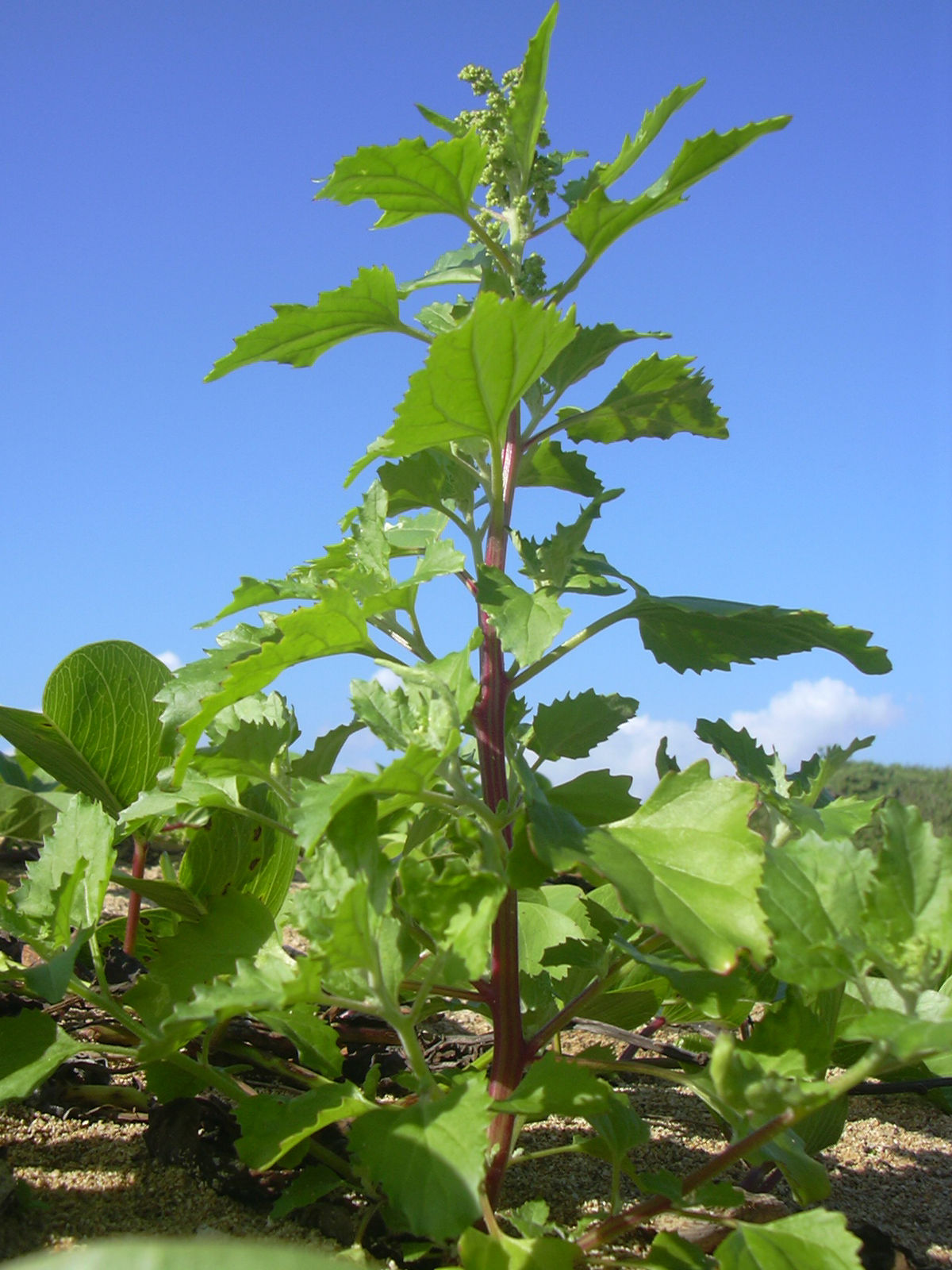 
          Chenopodiastrum murale (Chenopodium murale )