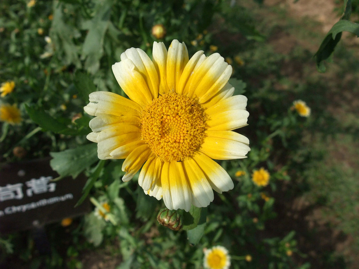 
          Chrysanthème des moissons (Glebionis segetum)