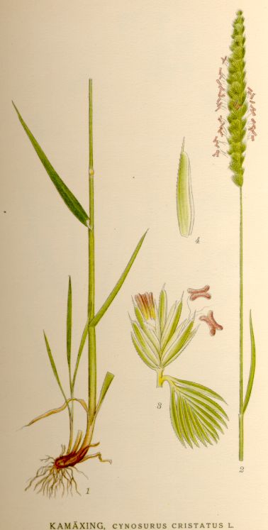 
          Crételle des prés (Cynosurus cristatus L.)