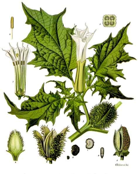 
          Datura officinal (Datura stramonium L.)