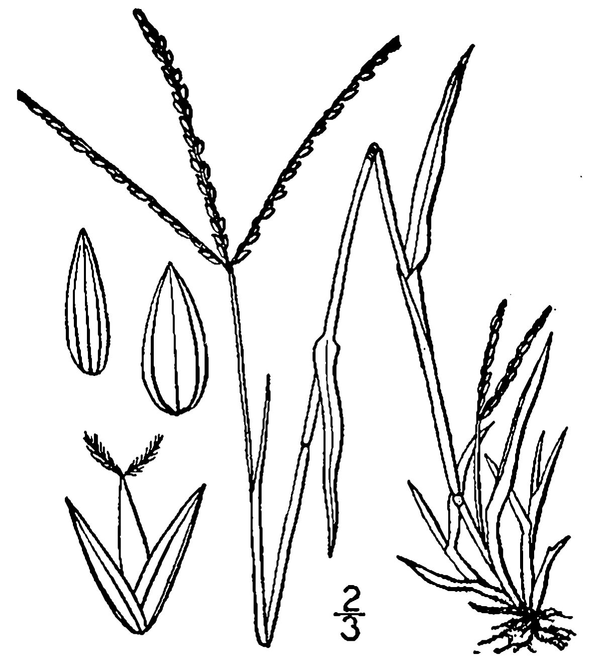 
          Digitaria ischaemum (Digitaire ischème)