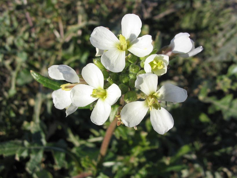 
          Diplotaxis fausse roquette (Diplotaxis erucoides)