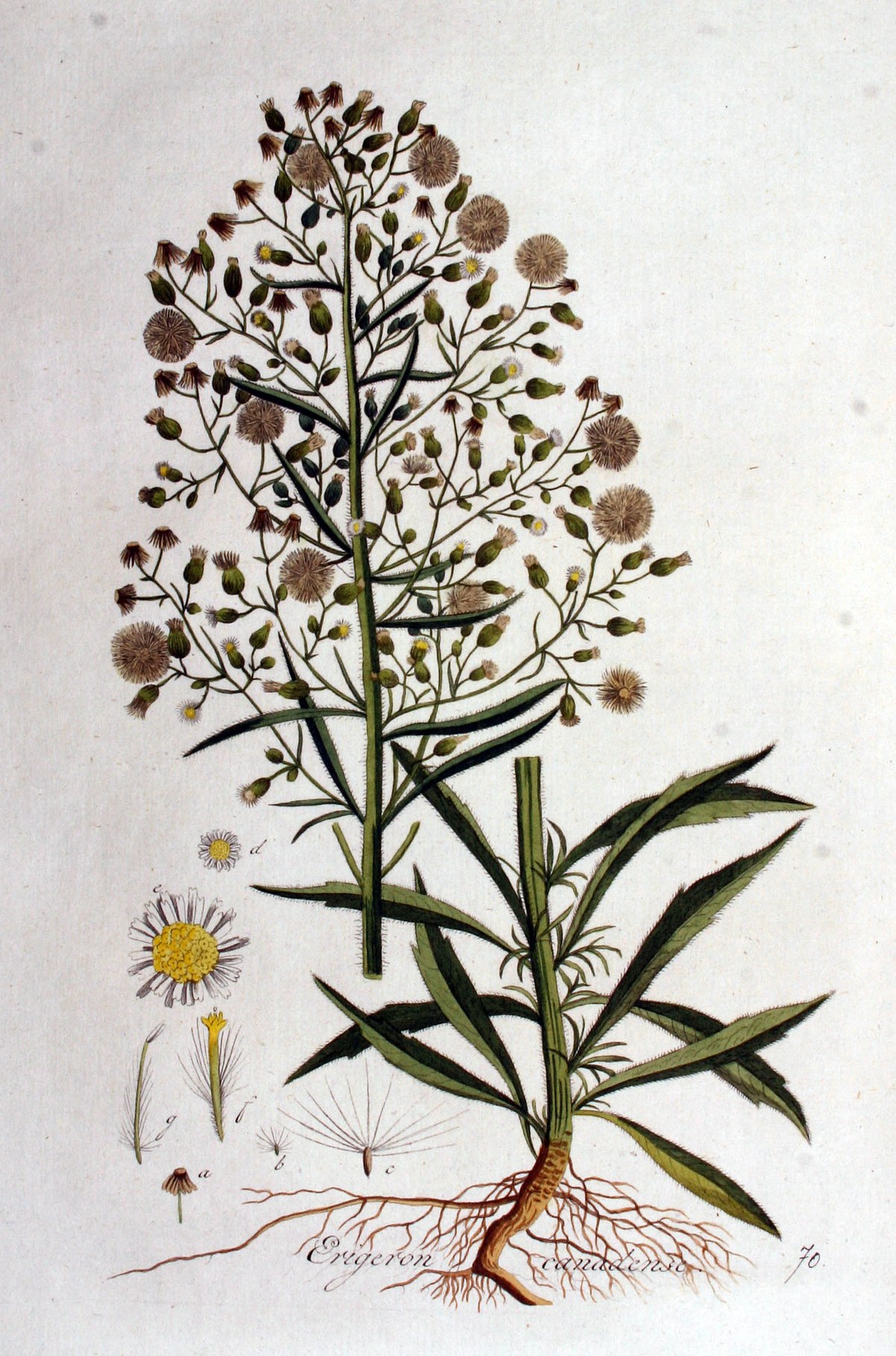 
          Érigéron du Canada (Conyza canadensis)