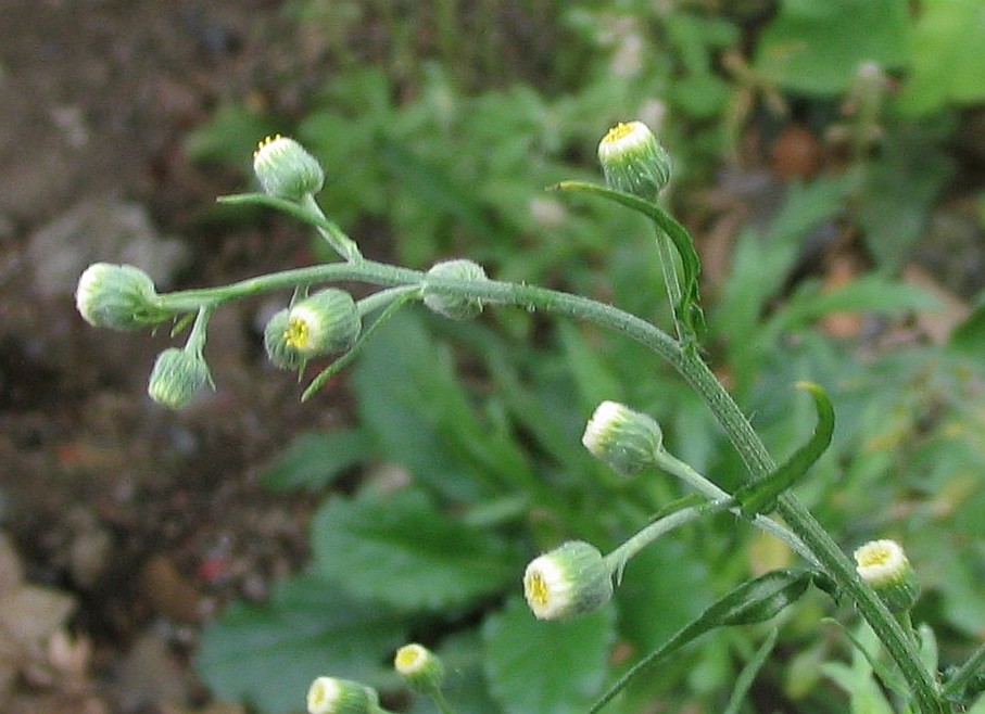 
          Conyza bonariensis (Vergerette de Buenos Aires)
