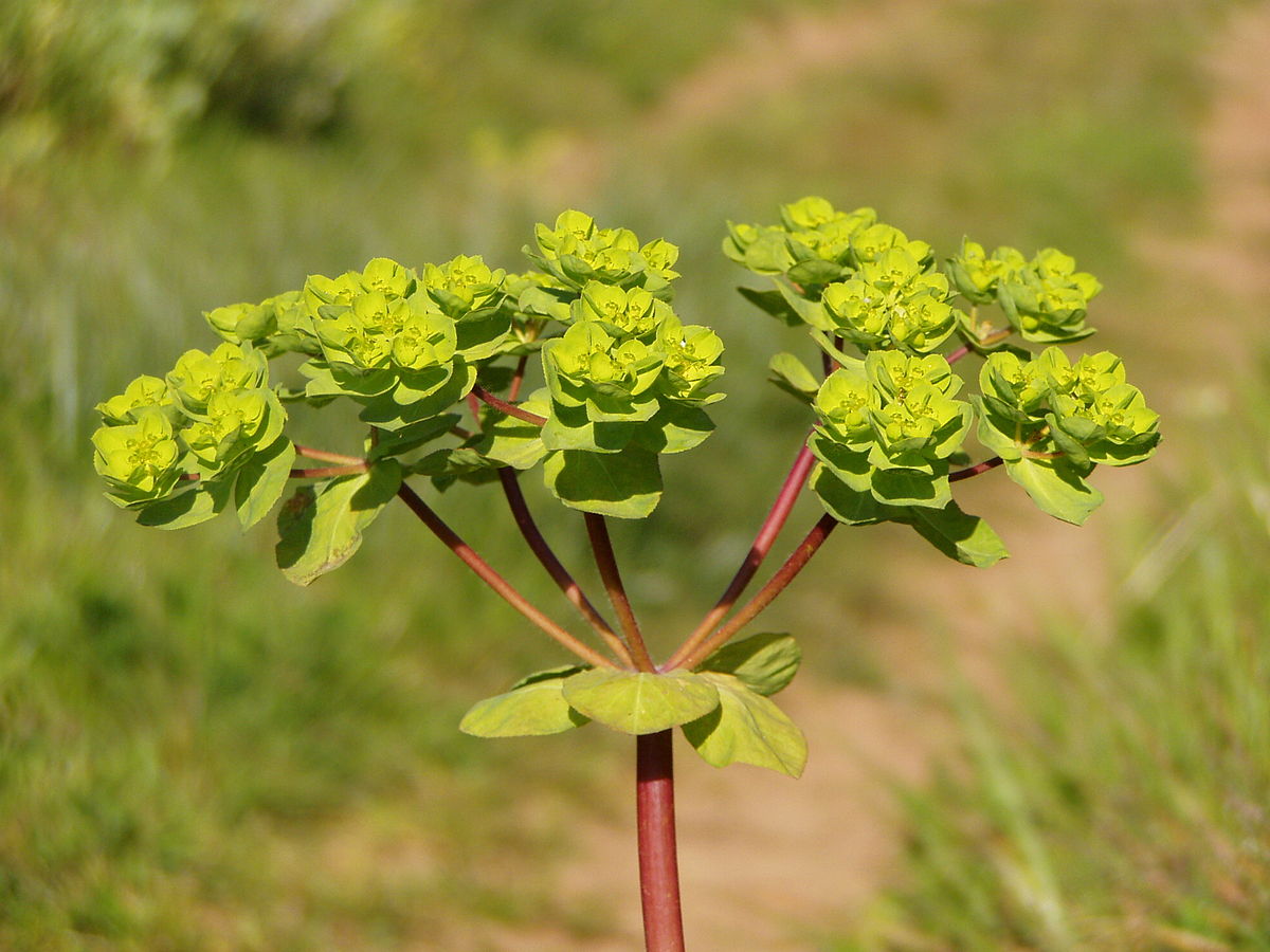
          Euphorbe réveil-matin (Euphorbia helioscopia)