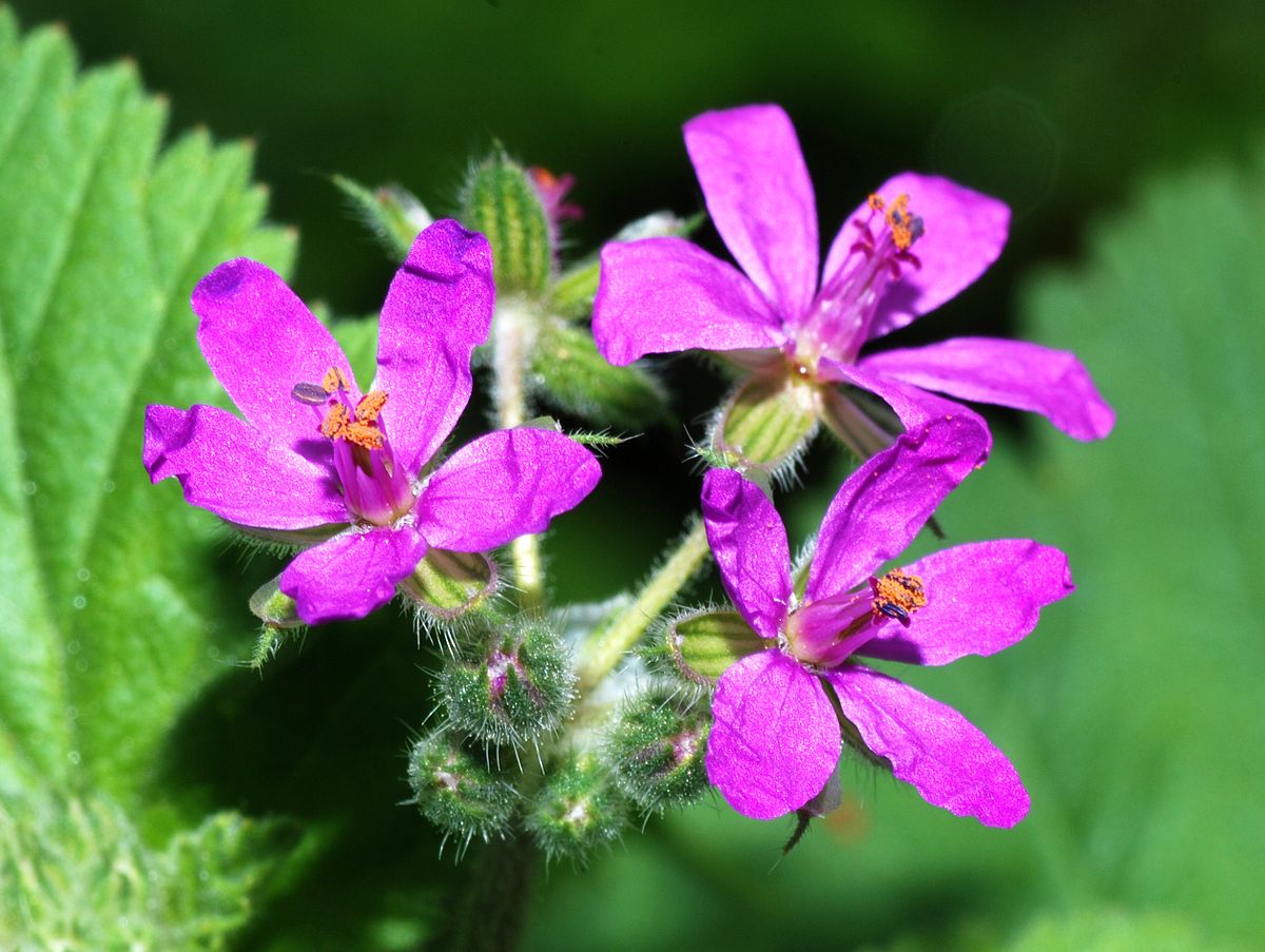 
          Erodium malacoides (Bec de cigogne)