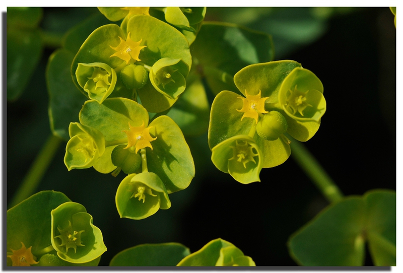 
          Euphorbe des moissons ( Euphorbia segetalis)