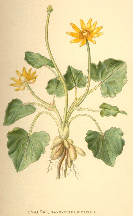 
          Ficaire fausse renoncule (Ficaria verna)