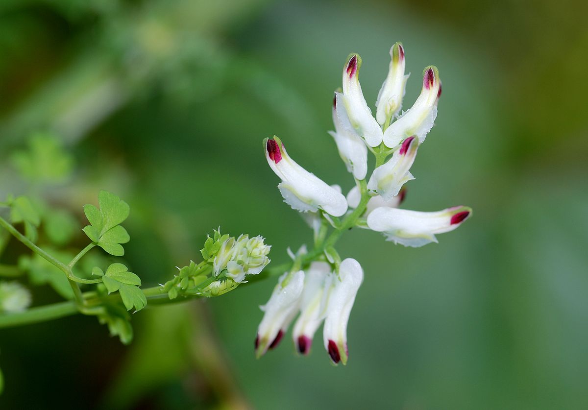 
          Fumaria capreolata (fumerie à rampe blanche)