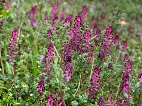 
          Fumeterre officinale (Fumaria officinalis)