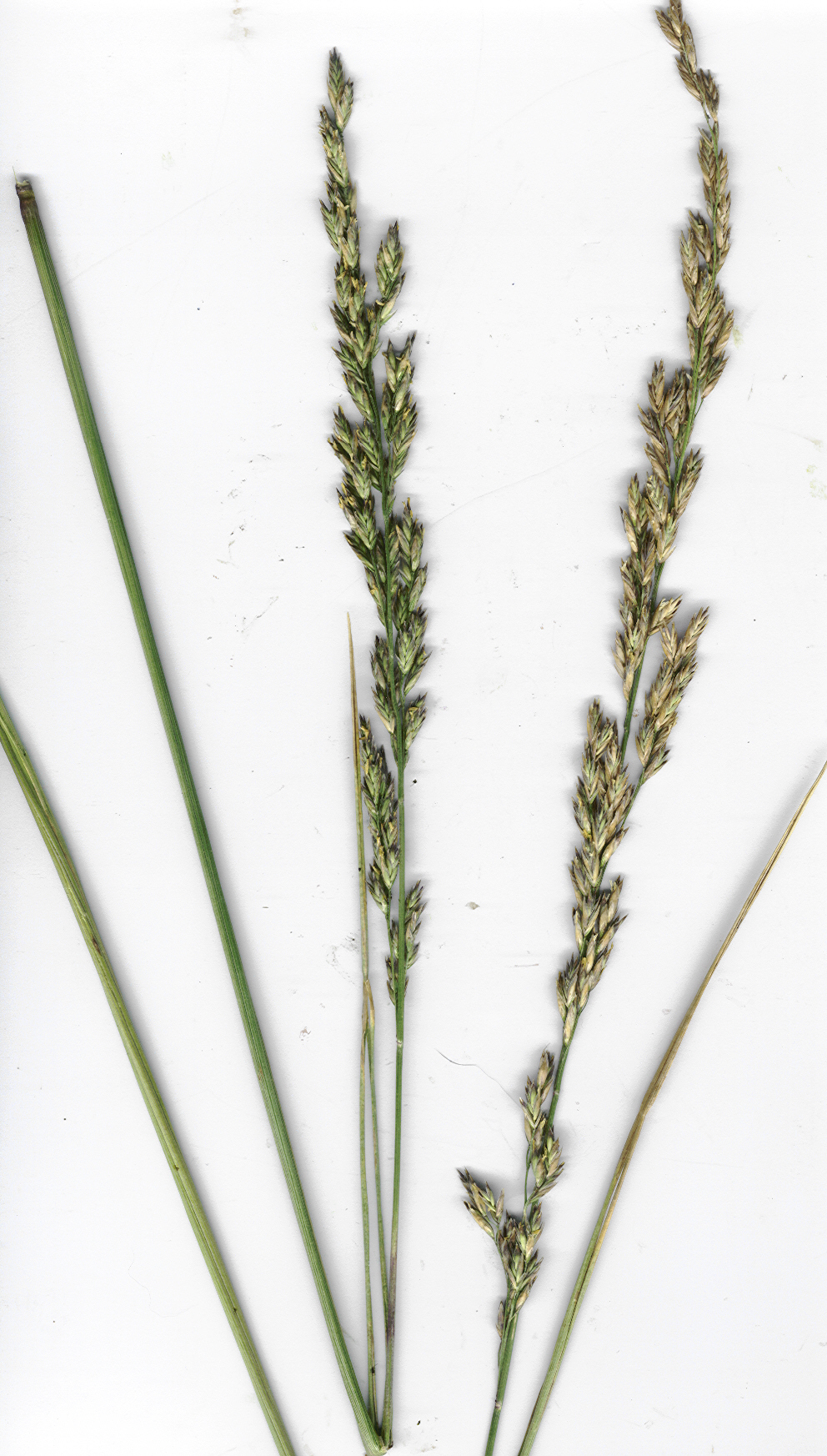 
          Festuca arundinacea (Fétuque élevée)