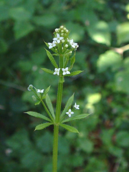 
          Gaillet gratteron (Galium aparine L.)