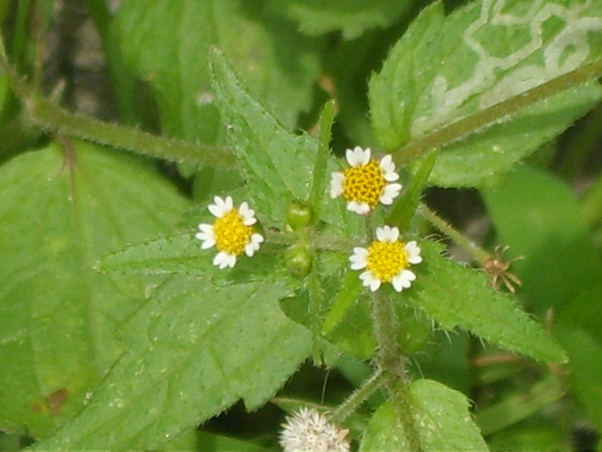 
          Galinsoga quadriradiata (galinsoga)