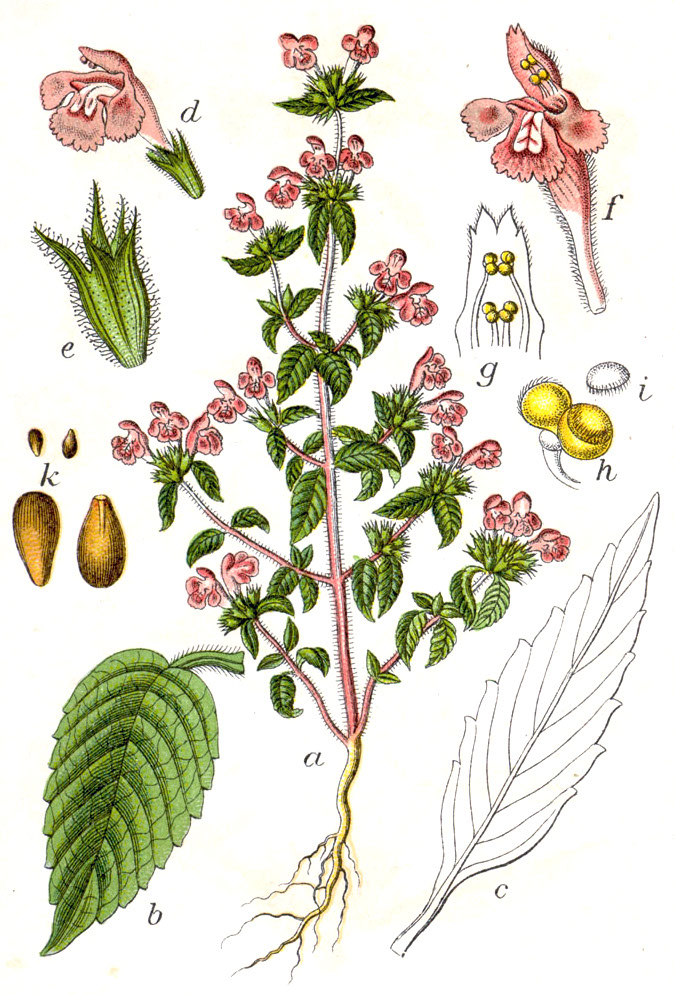 
          Galéopsis intermédiaire (Galeopsis ladanum)