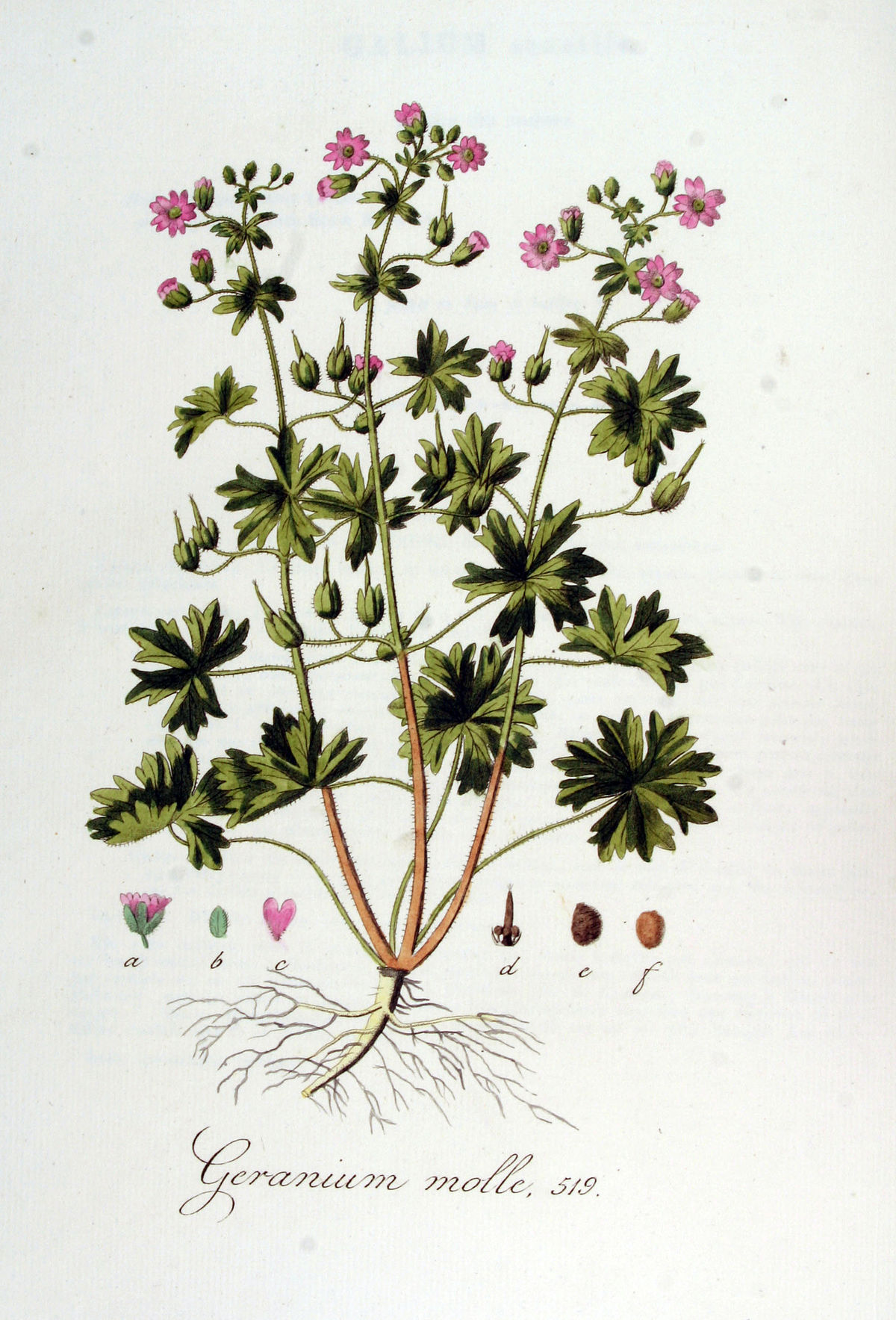 
          Géranium à feuilles molle