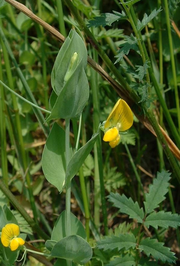 
          Gesse sans feuilles (Lathyrus aphaca)