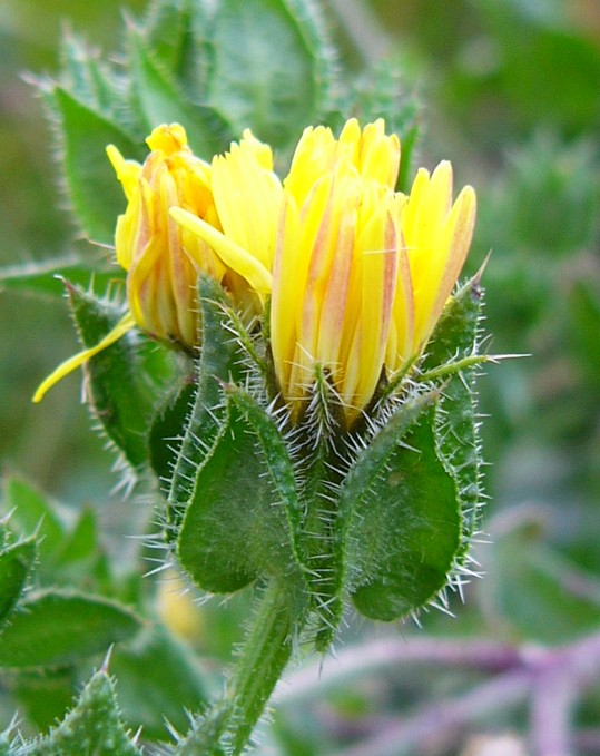 
          Picride fausse vipérine (Picris echioides)