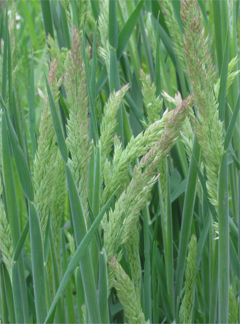 
          Houlque laineuse (Holcus lanatus)