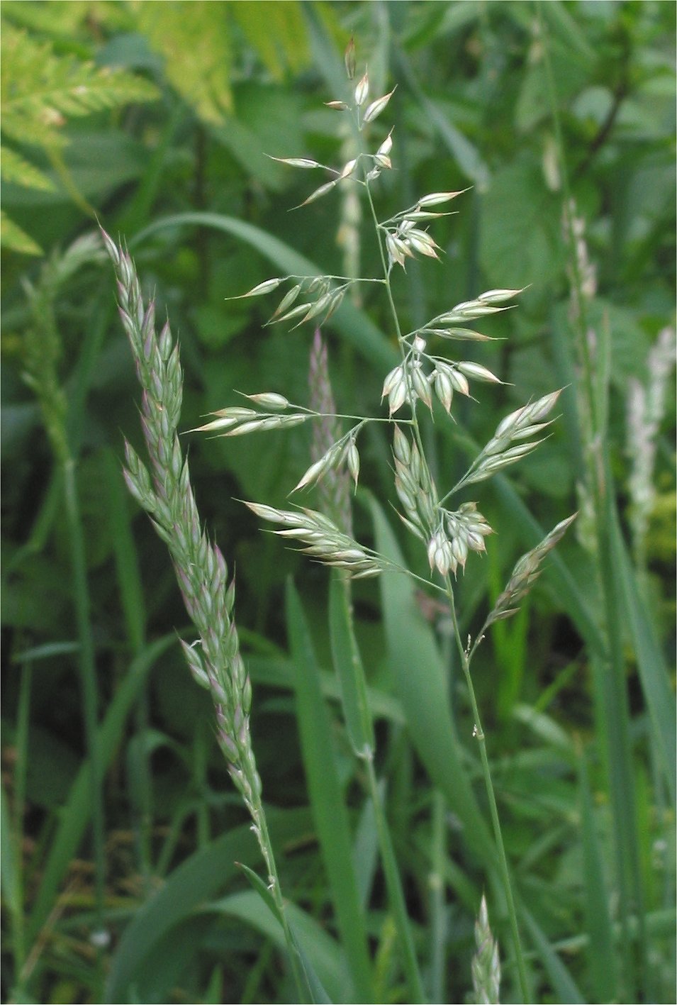 
          Houlque molle (Holcus mollis)