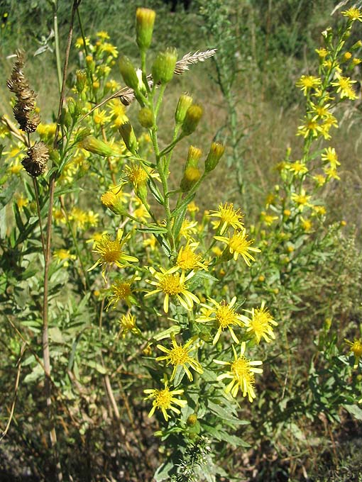 
          Inule visqueuse (Dittrichia viscosa)