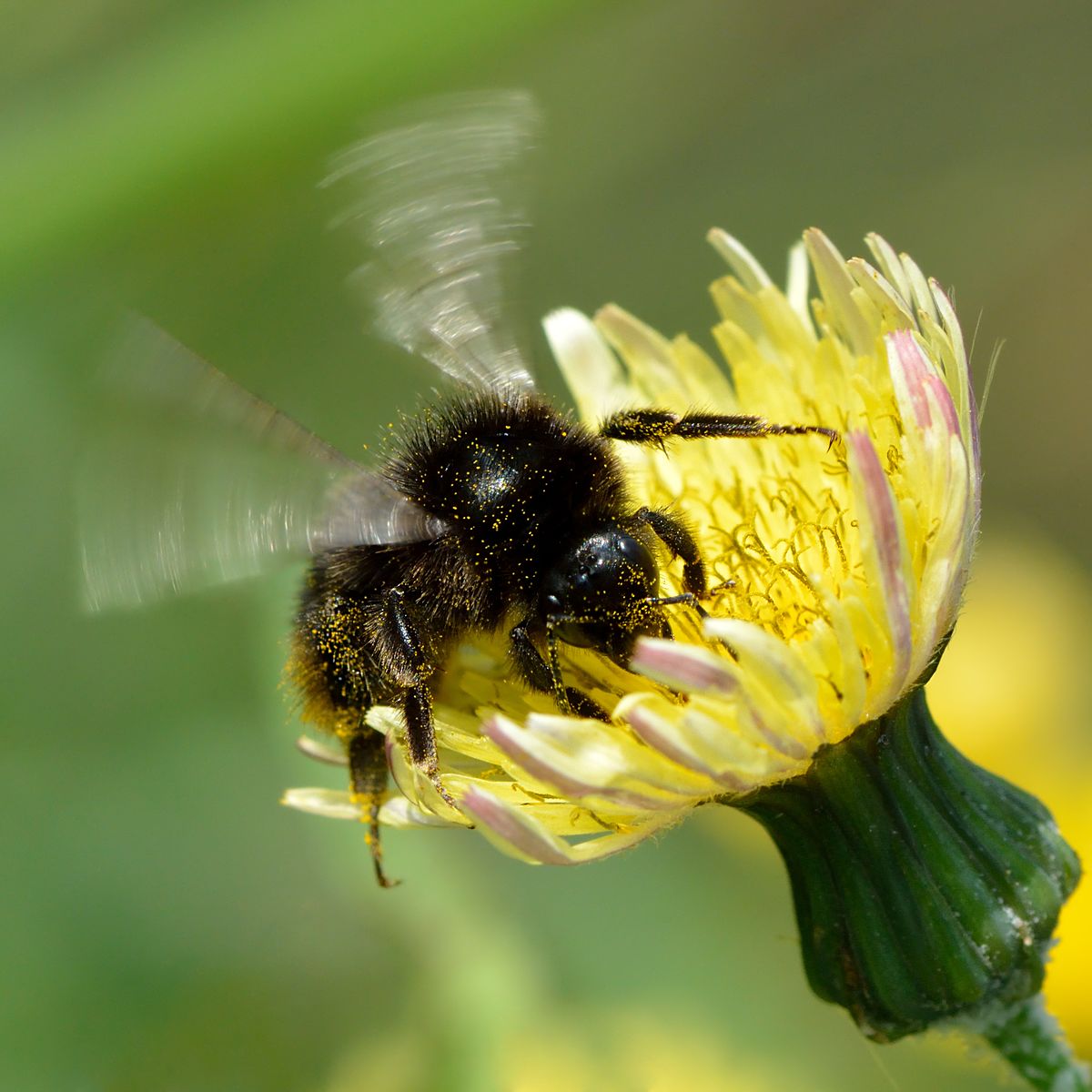 
          Sonchus arvensis (Laiteron des champs)