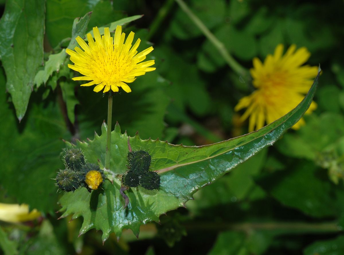 
          Sonchus oleraceus (Laiteron maraîcher)