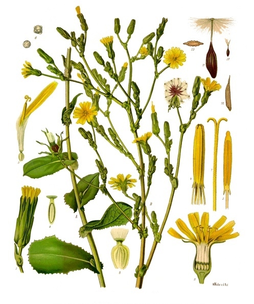 
          Laitue vireuse (Lactuca virosa)