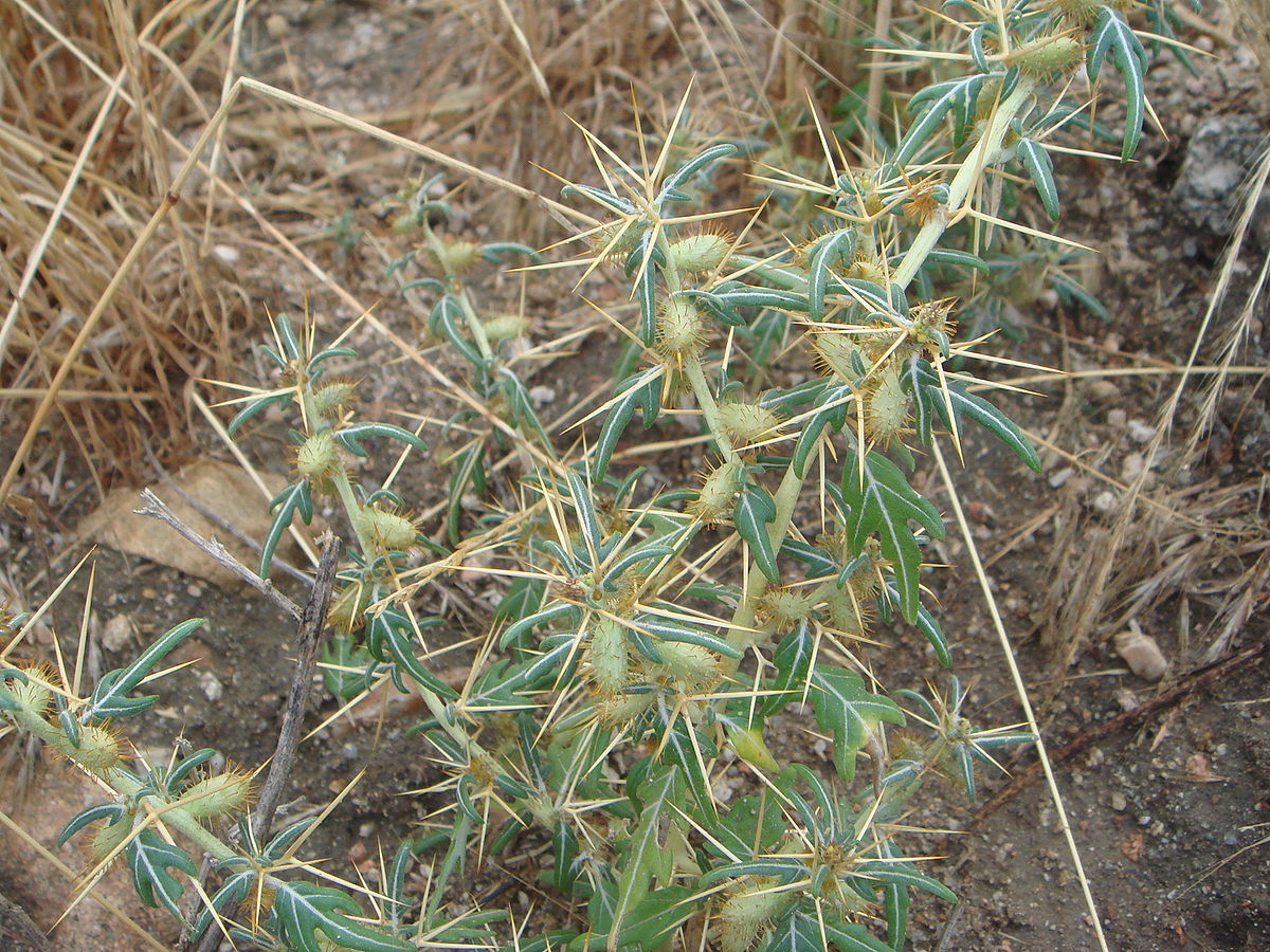 
          Lampourde épineuse (Xanthium spinosum )