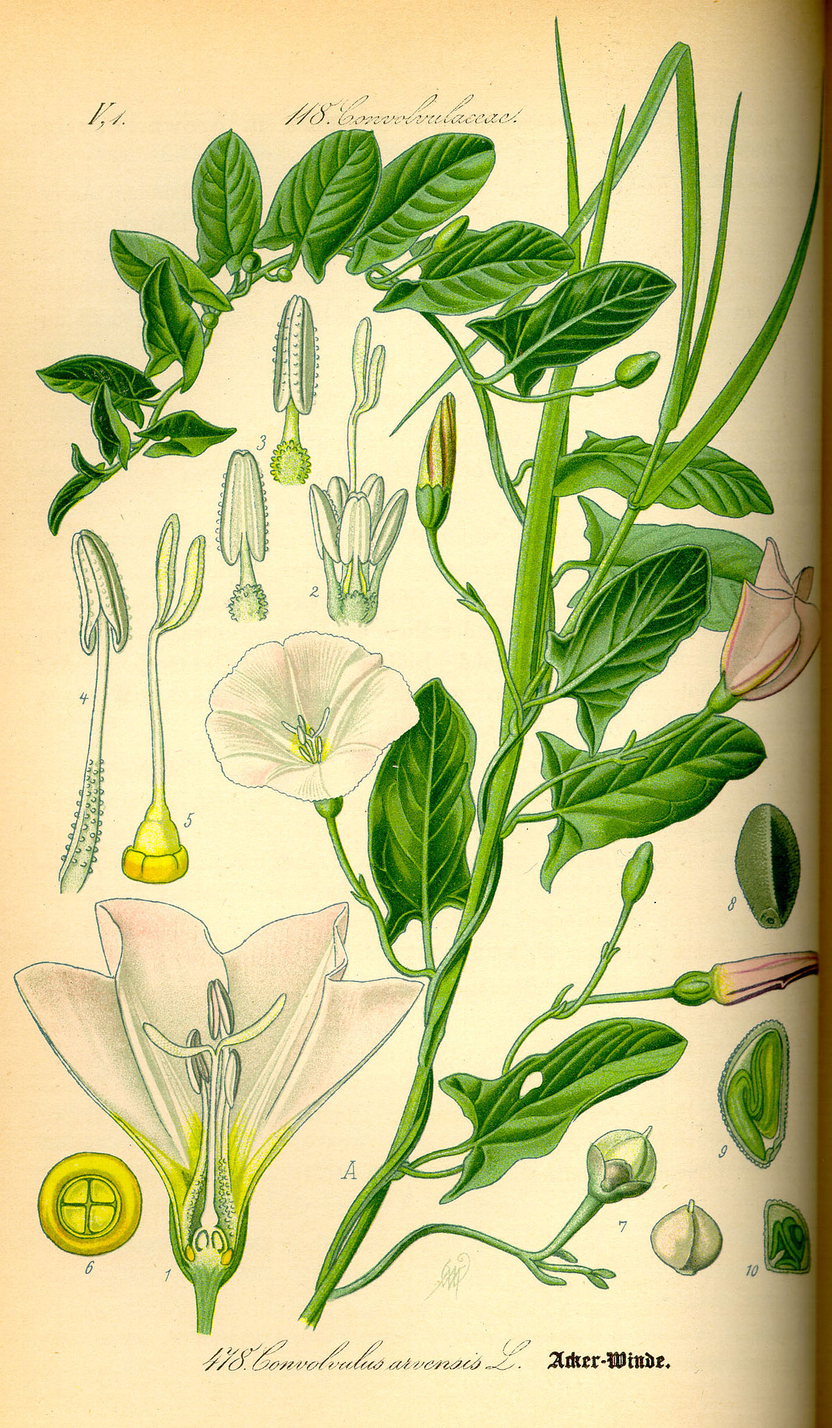 
          Liseron des champs (Convolvulus arvensis)