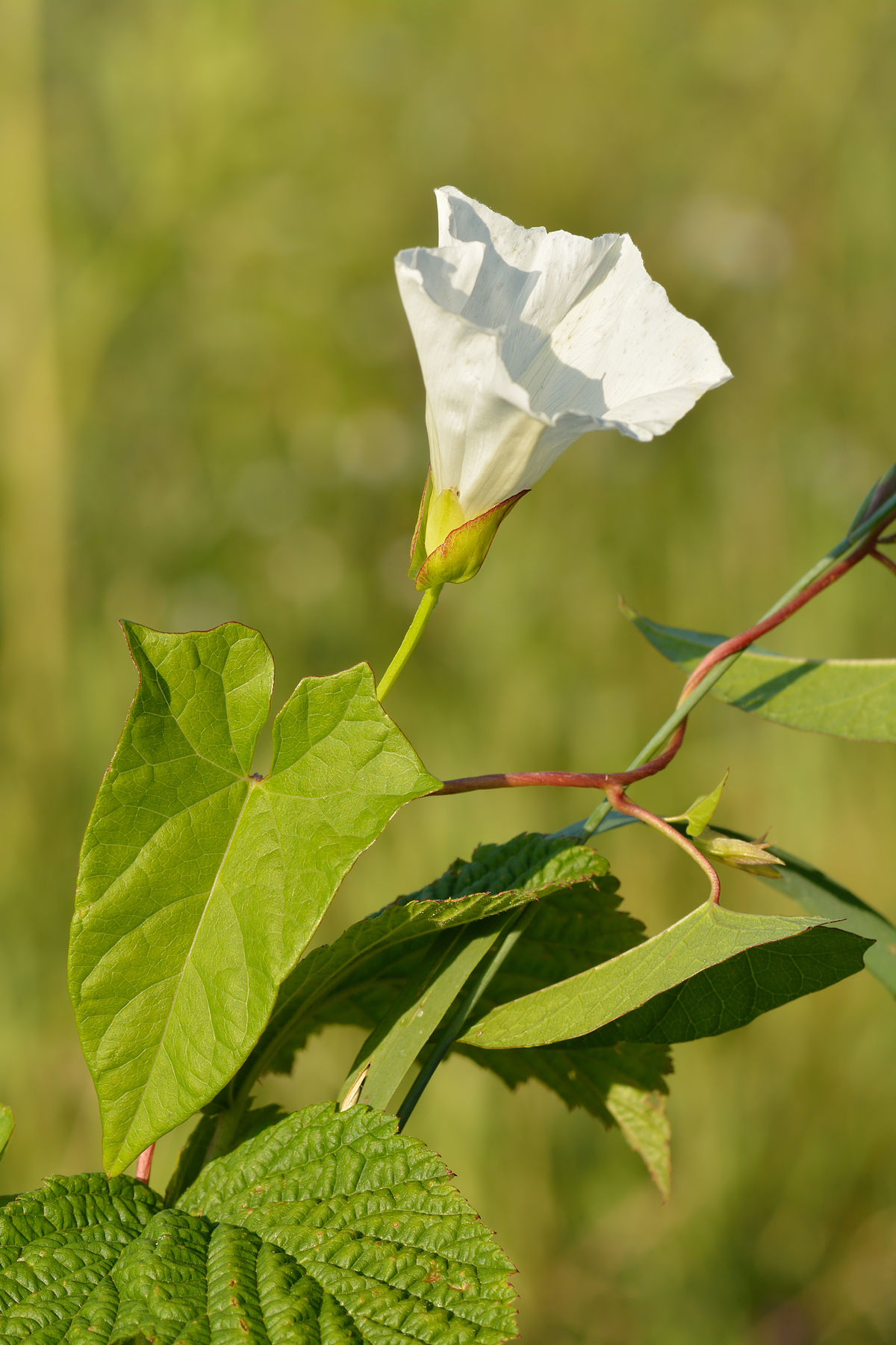 
          Liseron des haies (Calystegia sepium)