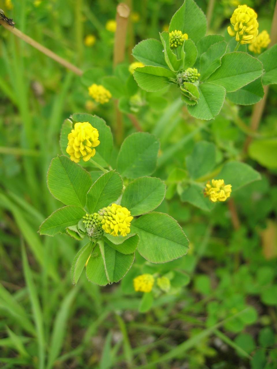 
          Luzerne lupuline (Medicago lupulina) 