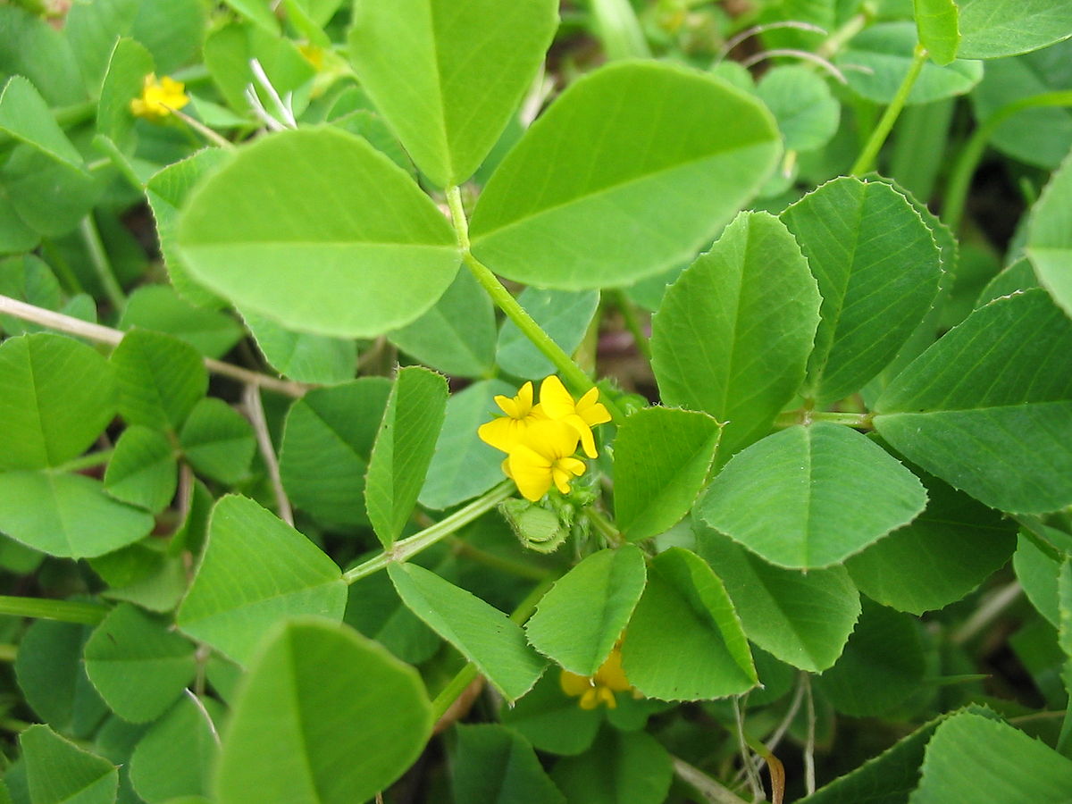 
          Luzerne polymorphe (Medicago polymorpha)