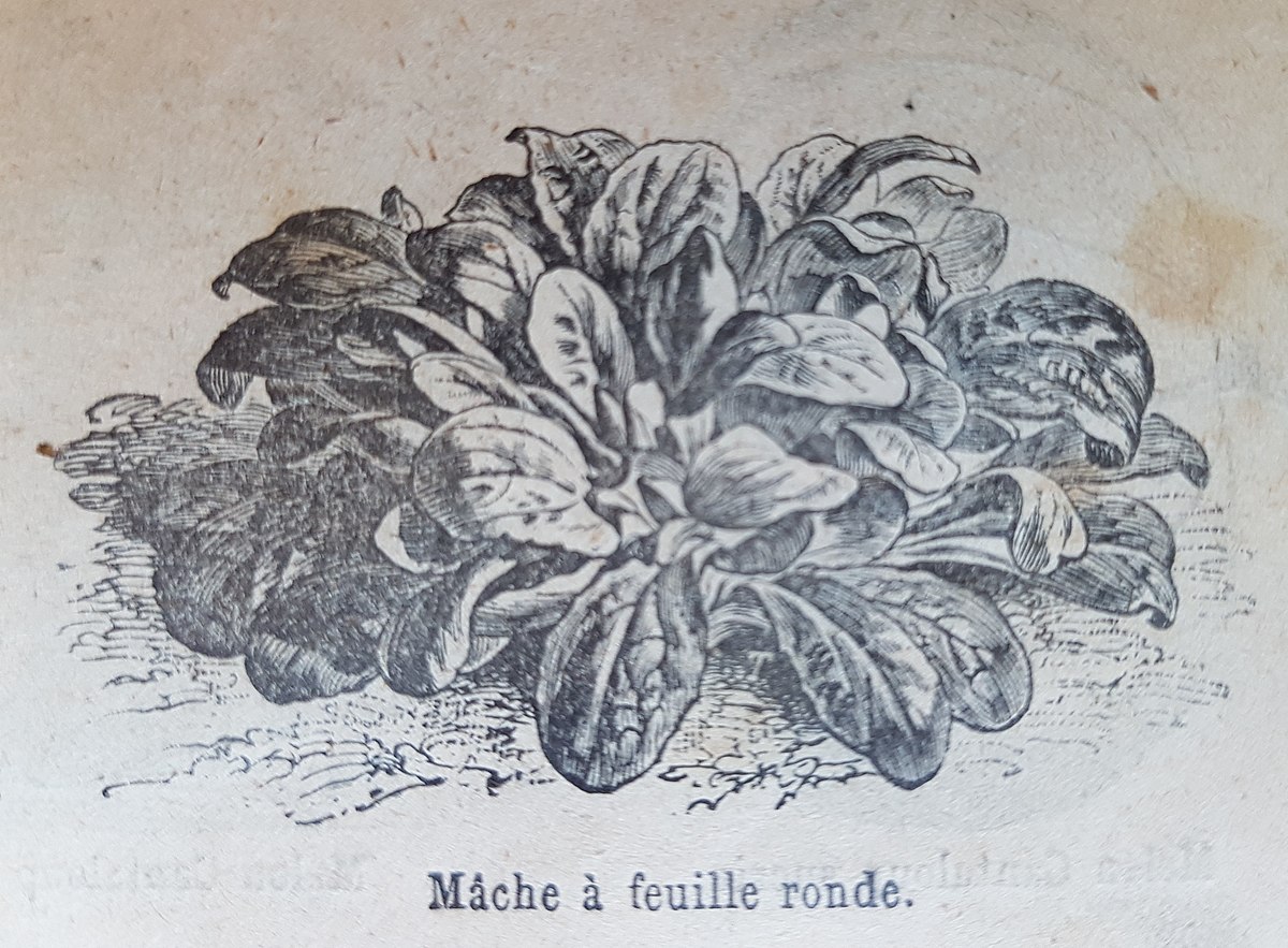 
          La mâche (Valerianella locusta)