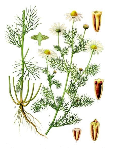 
          Matricaire inodore (Tripleurospermum inodorum)