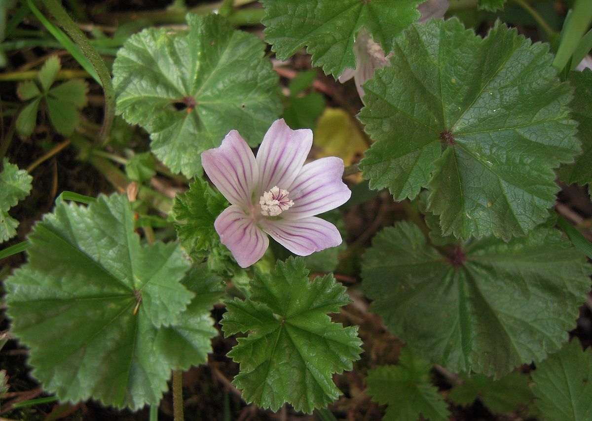 
          Mauve commune (Malva neglecta)