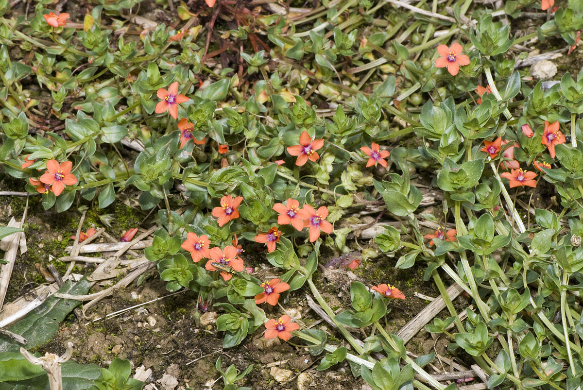 
          Mouron des champs (Anagallis arvensis)