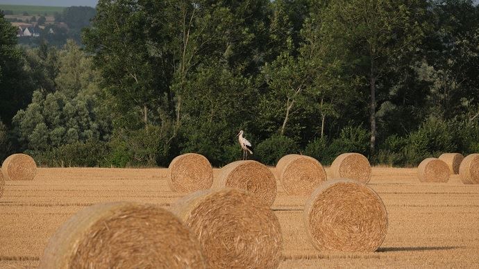 
          Foncier agricole : La régulation française, un atout compétitif à préserver